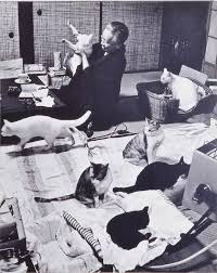 猫次郎에 대한 이미지 검색결과