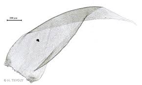 Attēlu rezultāti vaicājumam “Hypnum jutlandicum”