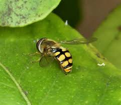 Attēlu rezultāti vaicājumam “Eupeodes corollae”