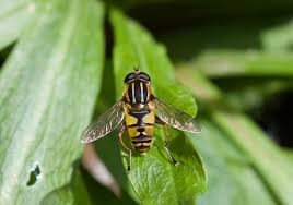 Attēlu rezultāti vaicājumam “Helophilus pendulus”