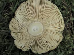 Attēlu rezultāti vaicājumam “Amanita pantherina”