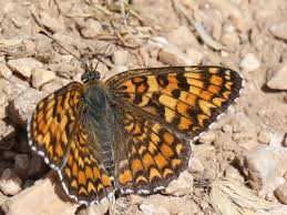 Attēlu rezultāti vaicājumam “Melitaea phoebe upperside”