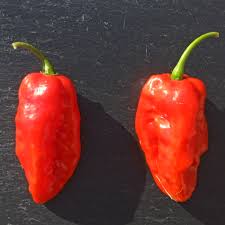 Afbeeldingsresultaat voor mme jeanette hot pepper