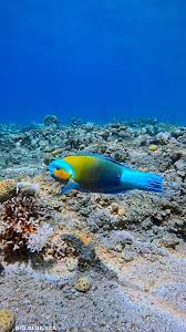 Image result for Chlorurus sordidus