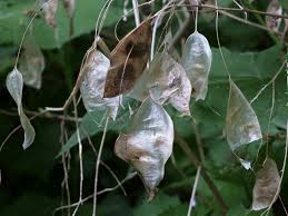 Attēlu rezultāti vaicājumam “Lunaria rediviva leaf”