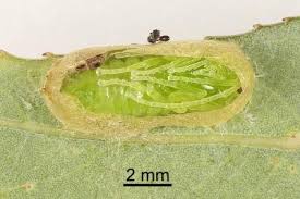 Attēlu rezultāti vaicājumam “Nematus salicis larva”