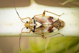 Attēlu rezultāti vaicājumam “Lygus pratensis”