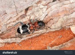 Attēlu rezultāti vaicājumam “Thanasimus formicarius”