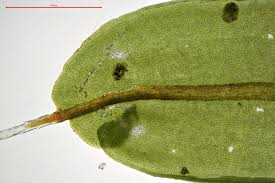 Attēlu rezultāti vaicājumam “Syntrichia ruralis var. ruralis sporophyte”