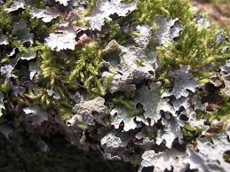 Attēlu rezultāti vaicājumam “Parmelia sulcata”