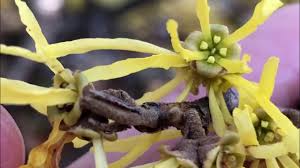 Attēlu rezultāti vaicājumam “Hamamelis virginiana flower”