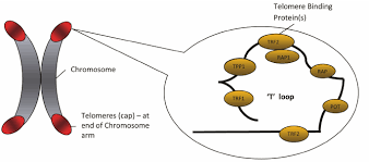 Image result for the end of the t-loop structure