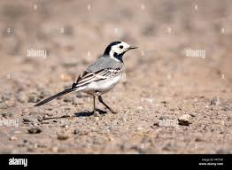 Attēlu rezultāti vaicājumam “Motacilla alba”