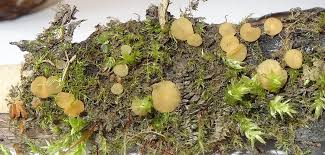 Attēlu rezultāti vaicājumam “Hymenoscyphus imberbis”