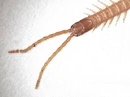 Attēlu rezultāti vaicājumam “Geophilidae”