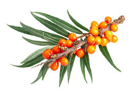 Attēlu rezultāti vaicājumam “Hippophae rhamnoides fruit”