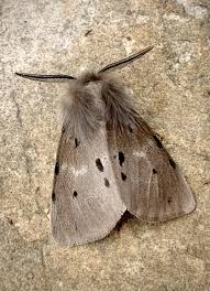 Attēlu rezultāti vaicājumam “Diaphora mendica”