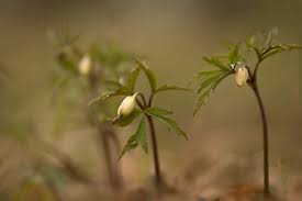 Attēlu rezultāti vaicājumam “Anemone nemorosa bud”