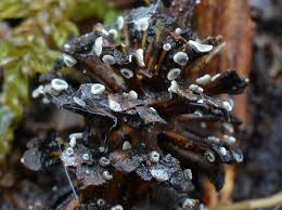 Attēlu rezultāti vaicājumam “Mollisia amenticola”