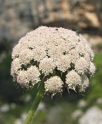 Attēlu rezultāti vaicājumam “Daucus sativus flower”