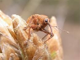 Attēlu rezultāti vaicājumam “Curculio venosus”