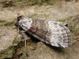 Attēlu rezultāti vaicājumam “Tetheella fluctuosa”