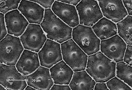 Attēlu rezultāti vaicājumam “Carex vulpina”