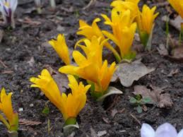 Attēlu rezultāti vaicājumam “Colchicum szovitsii subsp. szovitsii flower”