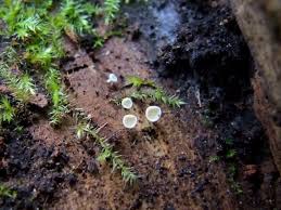 Attēlu rezultāti vaicājumam “Lachnum virgineum”