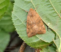 Attēlu rezultāti vaicājumam “Cosmia trapezina”