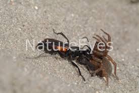 Attēlu rezultāti vaicājumam “Anoplius viaticus”