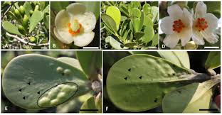 Attēlu rezultāti vaicājumam “Clusiaceae”