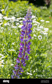 Image result for Lupinen