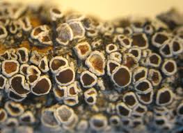 Attēlu rezultāti vaicājumam “Lecanora chlarotera”