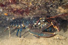 Image result for Homarus gammarus