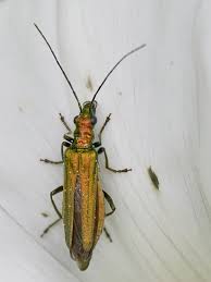 Attēlu rezultāti vaicājumam “Oedemera sp.”