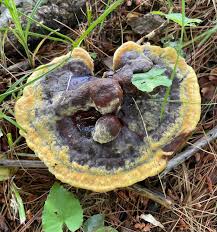 Attēlu rezultāti vaicājumam “Phaeolus schweinitzii”