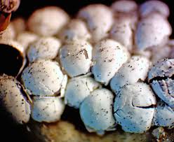 Attēlu rezultāti vaicājumam “Diderma globosum”