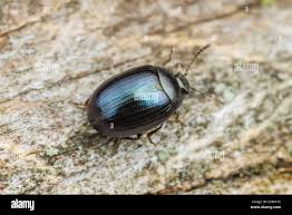 Attēlu rezultāti vaicājumam “Phaedon cochleariae”