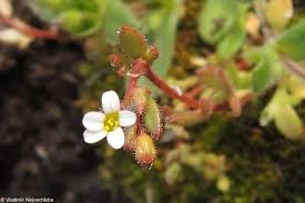 Attēlu rezultāti vaicājumam “Saxifraga tridactylites flower”