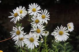Image result for Leucanthemella serotina
