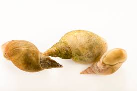 Attēlu rezultāti vaicājumam “Lymnaea stagnalis”