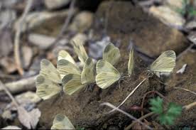 Attēlu rezultāti vaicājumam “Leptidea sinapis”