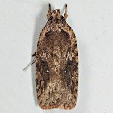 Attēlu rezultāti vaicājumam “Agonopterix ciliella imago”