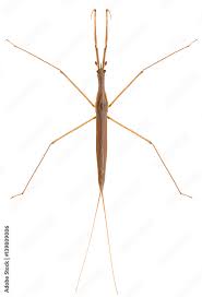 Attēlu rezultāti vaicājumam “Ranatra linearis”