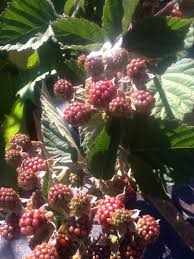 Attēlu rezultāti vaicājumam “Rubus plicatus fruit”