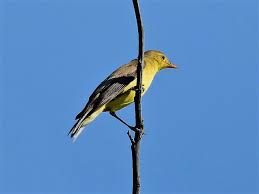 Attēlu rezultāti vaicājumam “Hippolais icterina adult”