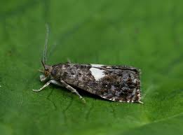 Attēlu rezultāti vaicājumam “Notocelia roborana”