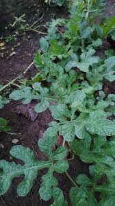 Attēlu rezultāti vaicājumam “Citrullus lanatus leaf”