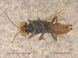 Attēlu rezultāti vaicājumam “Pamphiliidae”